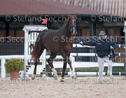 Appio Claudio Tosc Tour2013- S5 1580 : Appio Claudio, Arezzo, Cavalli d'Italia, Toscana Tour 2013, foto di Stefano Secchi ©